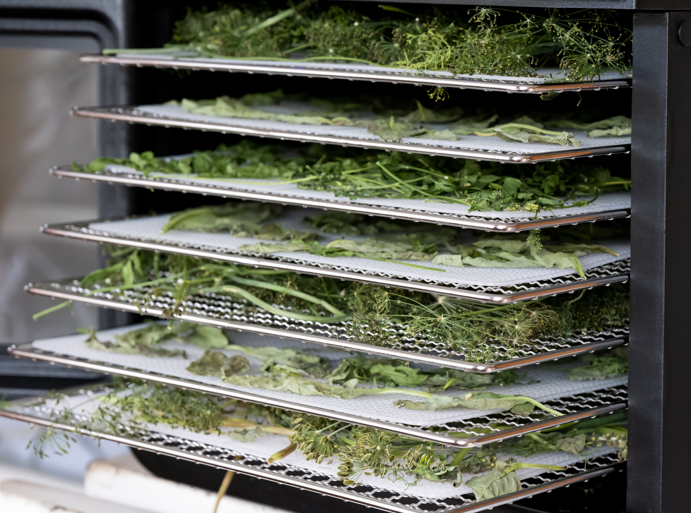 Some trays with herbs - parsley, dill, basil inside of a food dehydrator machine.