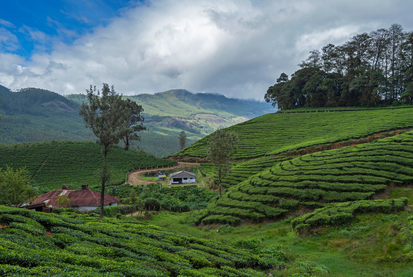 Tata tea plantations, Munnar, Kerala, India